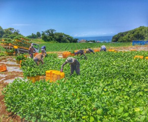 枝豆収穫作業