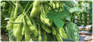 神奈川県三浦半島産の美味しい枝豆を農家直送します。