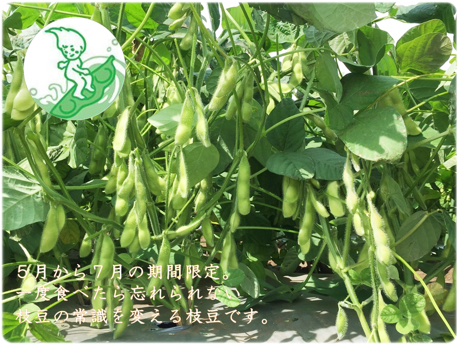 期間限定、神奈川県三浦半島から美味しい枝豆を通販でお届けします。
