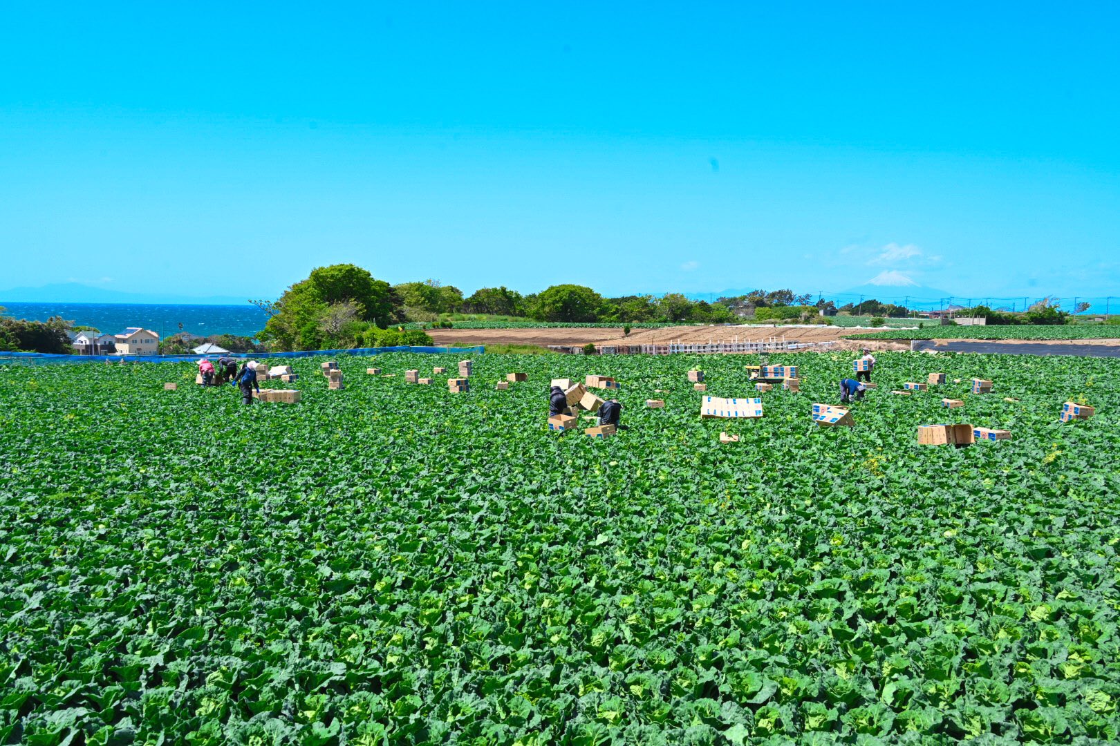 三浦半島産本春キャベツ収穫風景