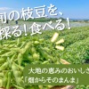 枝豆狩り