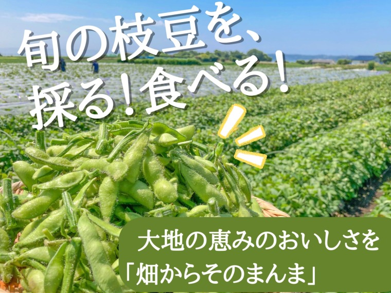 枝豆狩り